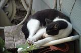 20050913_Kitty Kat_056